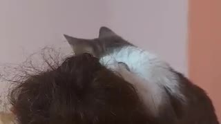 Angry Kitten Does my Hair