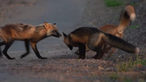 Newfoundland Foxes