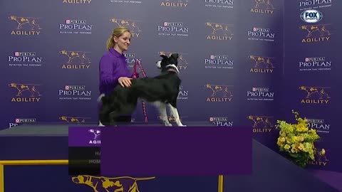 P!nk the border collie wins back-to-back titles at the 2019 WKC Masters Agility