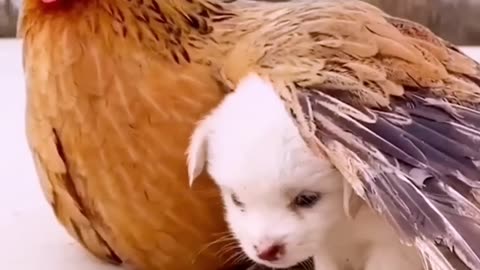 Friendship Puppy and Chicken, A Beautiful Moment