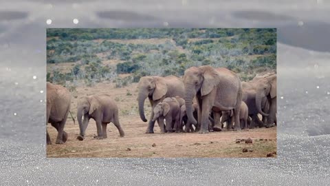 Elephants african elephant animals