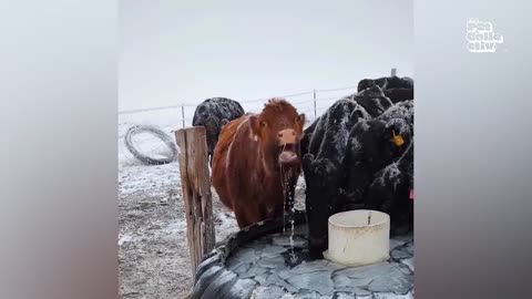 Funniest Farm Animals