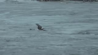 Eagle Dies While Hunting Octopus In The Ocean