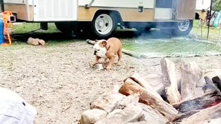 Adorable Bulldog plays with her food bowl on a camping trip.