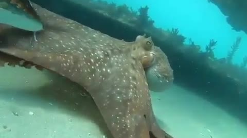 Maori octopus