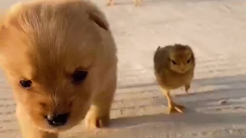 Funny Video Puppy Running with Ducklets- Must Watch