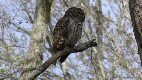 Barred Owl Hooting (HD)