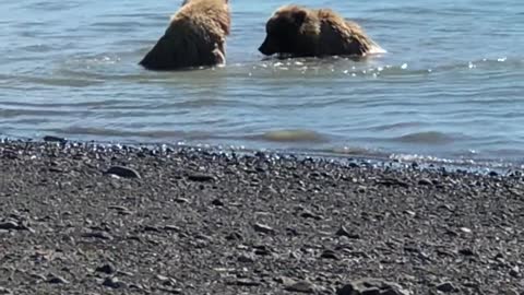 Two Kung Fu Bears fighting in the Lake National Park