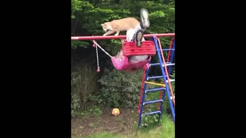 FUNNY CAT ANIMAL VIDEO