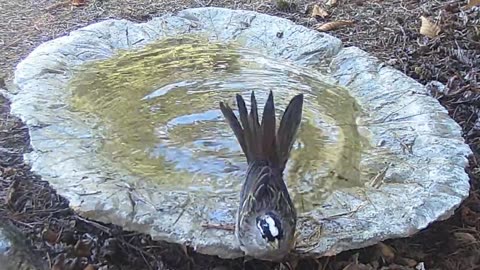White Crowned Sparrow's Long Bath featuring Morning Walk by Paul Clifford