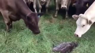crazy cows seeing amazing thing