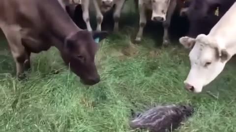 crazy cows seeing amazing thing