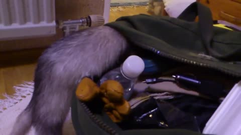 Ferret having a blast snooping in the bag