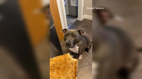 Pitbulls are Badass and Cute Compilation!