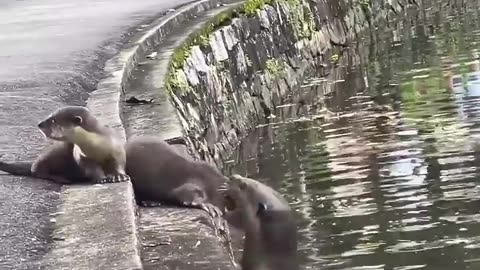 These baby otters got a swimming lesson from their parents ❤️ 0:21