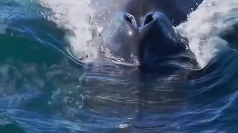 Absolute Unit of a Humpback Whale!
