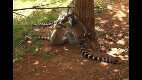 world of wildlife - Lemurs of Madagascar, Baby Ring-Tailed Lemurs - Episode 1