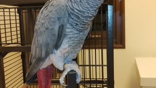 African Gray Parrot (Psittacus erithacus) also known as Gray Parrot or Cusco