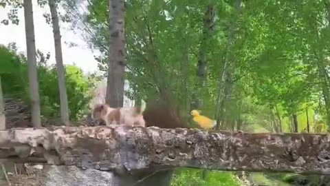 The dog crossing the river with the duckling is too healing, isn't it