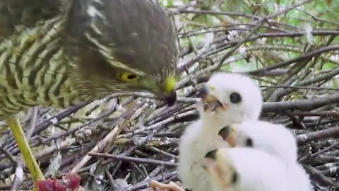 Bird of prey feeds its babies in the nest