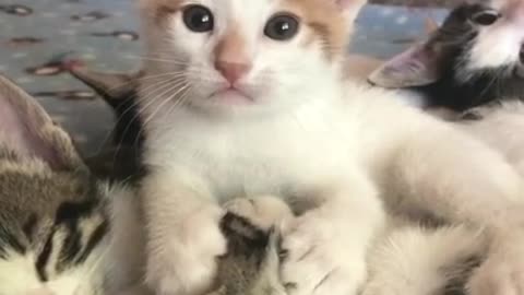 Funny Cute Cat Moment