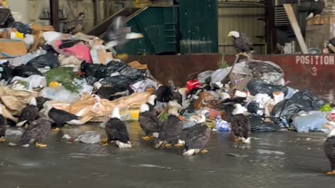 Bald Eagles Flock to Garbage Dump