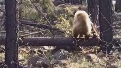 MOMMA ELK SAVER HER BABY FROM BEAR