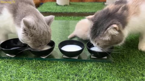Kittens Drinking Milk || Adorable Moments" 🐾🐈‍⬛