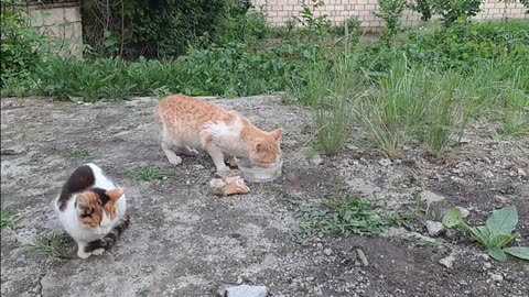 Cute yellow cat eating food (Video taken secretly)