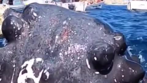 whale meet human