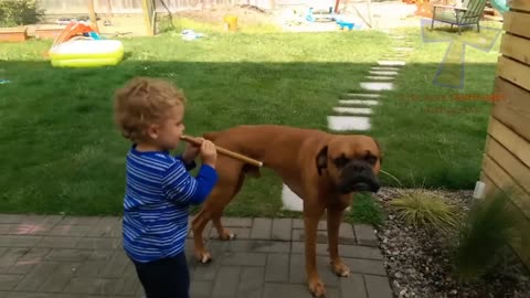 Little dog playing with dogs and enjoying fighting