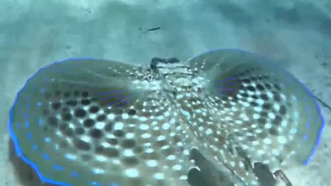 Beautiful sea creatures