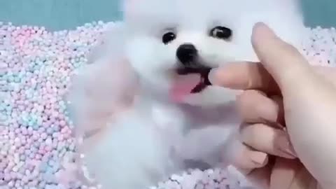 The BEST Cute and Funny Dog Videos