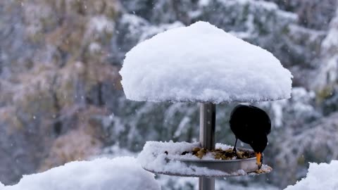 Bird lifestyle with snow area