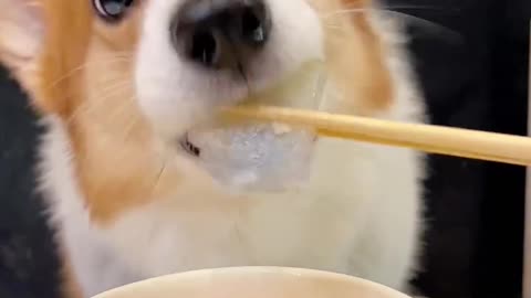 Corgi is the cutest dog eating 1 (12)