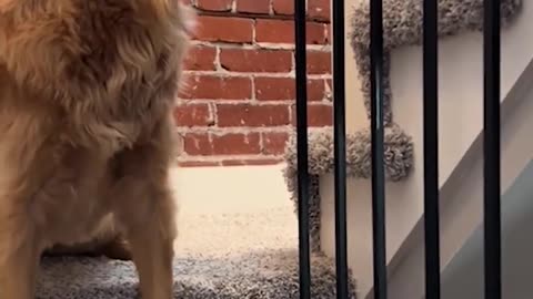 Funniest Cats and Dogs 😺🐶 Funny Animals 2024 😂 Funny Video