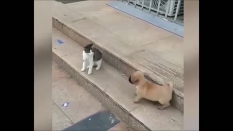 Cat VS Dog