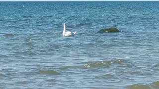 Swan in the Baltic sea