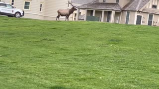 Bull Elk Attacks Park Ranger Vehicle in Yellowstone National Park