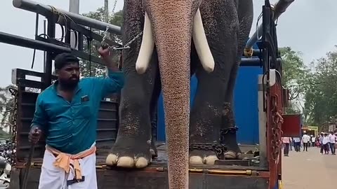 Video of elephant getting off the car