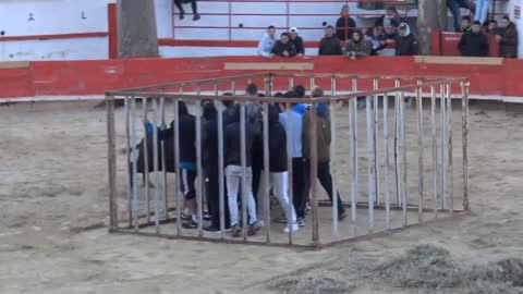 Amazing Spanish Bull Strength | The Power Of The Bullfighting