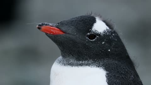 The rarest penguin found in the artic region