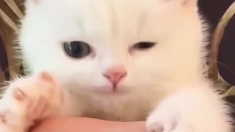 Funny cat video