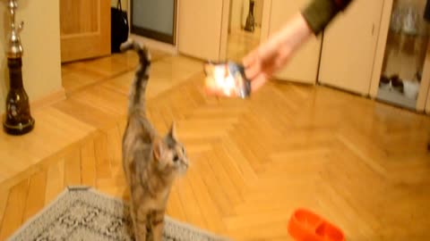 Cat stands like a human for food