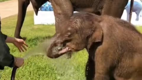 A baby elephant that wants to slide