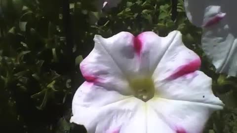Beautiful white and red petunia flowers at flower shop, wonderful! [Nature & Animals]