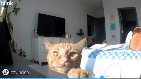 The reaction of a cat who heard her owner's voice on camera for the first time