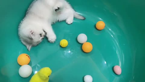 Kitten's World Cup，kitten Immersive Playing Football