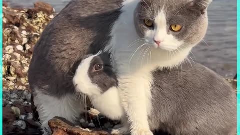 Cat and rabbit are same !!!