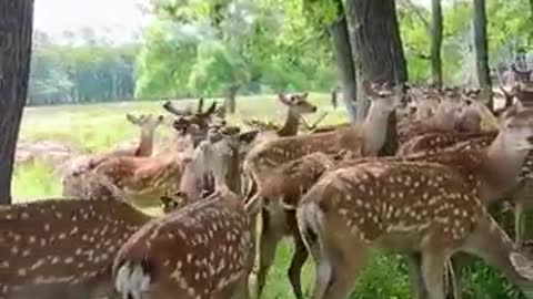 A herd of sika deer